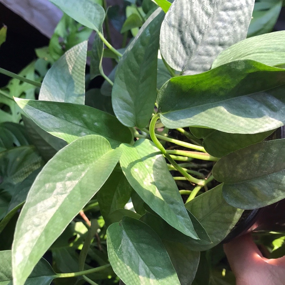 Cebu Blue Pothos cutting - Picture 4 of 6